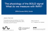 The physiology of the BOLD signal What do we measure · PDF fileThe physiology of the BOLD signal What do we measure with fMRI? SPM Course 2016, Zurich Jakob Heinzle Translational