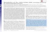 Modulation of the cGAS-STING DNA sensing pathway by ... · PDF fileModulation of the cGAS-STING DNA sensing pathway by gammaherpesviruses Zhe Maa, Sarah R. Jacobsa, John A. Westa,