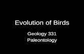 Evolution of Birdspages.geo.wvu.edu/~kammer/g231/Birds.pdf · Recovering the fossil seen in last slide. Oviraptor sitting on ... evolution of birds from ancestors like ... Classification