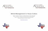 Weed Management in Texas Cottonpublications.tamu.edu/WEEDS_HERBICIDES/WeedControl... · Weed Management in Texas Cotton Gaylon D. Morgan, Professor and State Extension Cotton Agronomist