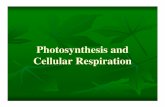 Photosynthesis and Cellular Respiration - Weeblybirdzellbiology.weebly.com/uploads/9/0/7/0/90700465/photo_and_resp... · ... organisms capable of making their own food ... Photosynthesis