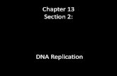 Chapter 13 Section 2: DNA Replication - Quia · PDF fileChapter 13 Section 2: DNA Replication Supplementary Words . Histones Remember: Long molecules of DNA are ... Review Questions