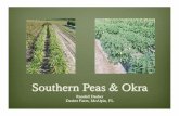 Southern Peas & Okra - Purdue University Peas & Okra Randall Dasher Dasher Farm, McAlpin, FL . lop Cre m S . Cre . A New Cream Crowder ... RDpeasandokra.ppt Author: Account One Created