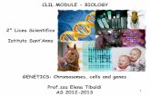 CLIL MODULE - BIOLOGY 2° Liceo Scientifico Istituto Sant’Anna · PDF file2° Liceo Scientifico Istituto Sant’Anna. 2 Content objectives ... Animation on cell cycle: ... Pair of