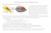Protozoans and Algae Lab - El Paso Community … Protozoans and Algae Lab Prokaryotic and Eukaryotic Cells As you know, the building blocks of life are cells. Prokaryotic cells are