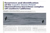 Occurrence and identiﬁcation of the Leach’s Storm … AND IDENTIFICATION OF THE LEACH’S STORM-PETREL COMPLEX OFF SOUTHERN CALIFORNIA VOLUME 63 (2009) • …