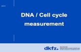 DNA / Cell cycle measurement - Flow cytometryflowcytometry-embl.de/wp-content/uploads/2016/09/Cell-Cycle... · 23/04/16 | Slide 13 Dr. Steffen Schmitt Core Facility Flow Cytometry;