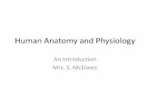 Human Anatomy and Physiology - Polk County School District anatomy and... · (ana). •Gross anatomy-when we study large, easily ... function (digestive system) •Organism ... Respiratory