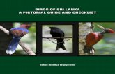 BIRDS OF SRI LANKA A PICTORIAL GUIDE AND … Introduction 4 Birdwatching in Sri Lanka 6 Plates and Checklist ...