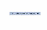 CELL FUNDAMENTAL UNIT OF LIFE - PARAM · PDF fileCell Organelles Cell shape Cell size ... structural and functional unit of living beings is called as cells. ... Why do cells have