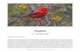 HAWAII - Bird Tours - BIRDQUEST REP 16 ebook.pdf2 BirdQuest Tour Report: Hawaii survive. More than half of the original Hawaiian Honeycreepers (Drepanidae – now nches!) are extinct,