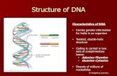 Structure of DNA - Biology by Napier of DNA © Hedgehog Learning Nucleotides • DNA is a strand of thousands or millions of nucleotides ... copyright cmassengale 10 Happens in ribosomeAuthors: