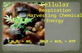 [PPT]Cellular Respiration Harvesting Chemical Energy · Web viewCellular respiration is a Redox reaction as the transfer of one or more electrons from one reactant to anotheroccurs