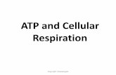 ATP and Cellular Respiration - rgreenbergscience - …rgreenbergscience.wikispaces.com/file/view/ATP_and...A Little Krebs Cycle History Discovered by _____ in 1937 He received the