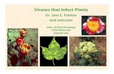 Plant Virus Lecture No. 1 - UF/IFASentomology.ifas.ufl.edu/maruniak/virology/secure/mcb Plant Virus... · Uzest etal2010 Arthropod Structure & Development 39:221‐229 Non ... Microsoft
