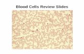 Blood Cells Review Slides - Dr. Scott Croes' Website Cells Review Slides. ... circulating leukocytes. Functions. Indicate the cell type, structures, and its functions. Indicate the