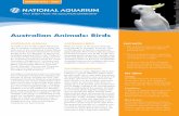Australian Birds EdFactSheet - National Aquarium .../media/Files/Learn/Education Baltimore...Australian Animals: Birds AUSTRALIAN ANIMALS Australia is the world’s largest island,