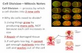 Cell$Division—Mitosis$Notes - Wolfe County Schools...... (its(DNA,(so(each(daughter(cell(gets(complete ... (has(its(own(speciﬁcnumberof ... cell:(cytoplasm(and(organelles(Chroman