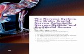 The Nervous System: The Brain, Cranial Nerves, …delgraphics.delmarlearning.com/rizz0e/pdf/ch11.pdf · 246 CHAPTER 11 The Nervous System: The Brain, Cranial Nerves, Autonomic Nervous