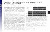 Exploring RNA transcription and turnover in vivo by using ... · PDF fileExploring RNA transcription and turnover in vivo ... assaying the turnover of bulk transcripts in cultured