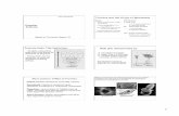 SEM of Paramecium Protista and the Origin of Metazoansbosch/Protista.pdf · SEM of Paramecium Protista and the Origin of Metazoans ... Review characteristics of single ... See pie