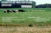 BENEFITS OF MULTISPECIES GRAZINGkikogoats.com/Benefits of Multispecies Grazing.pdf · benefits of multispecies grazing ... 1 cow/calf unit/3 ac ... increasing inventory/equity reproductive