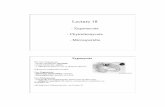 EEB331-10 L18 zygo - University of Torontocourses.eeb.utoronto.ca/eeb331/EEB331-10/EEB331-10… ·  · 2010-11-26Zygomycota : Mucorales Sexual reproduction - formation of specialized