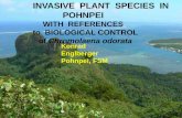 INVASIVE PLANT SPECIES IN POHNPEI - ISSG references/pii/BioControl_Workshop... · It can be very invasive. ... Lantana, Lantana camara Lantana is widespread in the Pacific. A leaf