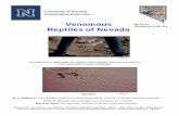 Venomous Reptiles of Nevada · PDF fileNEVADA’S REPTILES Approximately 52 species of snakes and lizards share the Nevada landscape with us. Turtles were recently removed from the