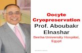 Oocyte cryopreservation. Prof Aboubakr Elnashar