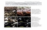 MORB Petrography and Petrology Key 1.1 - SERC · PDF fileSmith and Perfit, 2007 Mid-Ocean Ridge Lavas-Answer Key - 1 - Petrography and Petrogenesis of a Mid-Ocean Ridge Lava Suite