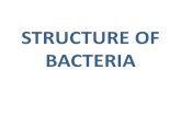 Bacteria, Bacteria Structure