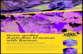 Grow quality Australian brassicas with Barmac.barmac.com.au/wp-content/uploads/sites/3/2015/12/printready_Barmac... · Grow quality Australian brassicas with Barmac. ... crystalline