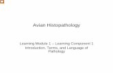 Avian Histopathology avian Histopathology Histopathology Learning Module 1 – Learning Component 1 Introduction, Terms, and Language of Pathology This is the first learning component