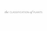 the classification plants - Herbarium Studioherbariumstudio.com/.../uploads/2015/07/PlantClassifications.pdfthe classification of plants. The Swedish botanist Carl Linnaeus ... non-flowering