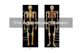 The Appendicular Skeleton - Cuyamaca College · PDF fileThe Appendicular SkeletonThe AppendicularSkeleton ... Ligaments of the appendicular skeleton • Chapter 8. ... The Appendicular