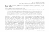 T axonomic revision of the genus Heliotropium ... · PDF fileT axonomic revision of the genus Heliotropium (Boraginaceae s.l.) in south Yemen ... Heliotropium europaeum L. (1753, p.130)