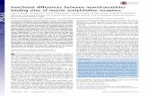 Functional differences between neurotransmitter binding ... · PDF fileFunctional differences between neurotransmitter binding sites of muscle acetylcholine ... Iva Bruhovaa,1, Srirupa