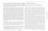InVivo StudiesofMutantFibrillin-1Microfibrils S · PDF fileTHEJOURNALOFBIOLOGICALCHEMISTRY VOL.285,NO.32,pp.24943–24955,August6,2010 ... mgN (18) Null allele Not applicable Grossly