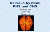 Nervous System: PNS and CNS - Napa Valley · PDF file · 2014-08-06Nervous System: PNS and CNS Biology 105 Lecture 10 Chapter 8 . Copyright © 2009 Pearson Education, Inc. ... for