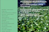 for the Identification and Control - sfei. · PDF fileHydrilla Pampas grass ... for the Identification and Control of Invasive Aquatic and Wetland Plants ... Mechanical harvesting,