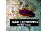Phylum Platyhelminthes - Mr. Aitken's Biology Classaaitken.weebly.com/uploads/5/5/7/4/55745595/phylum_platyhelminth… · Class Trematoda Includes ... General Anatomy Taenia. ...