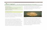 Aarogya - naturalhomeremedies.conaturalhomeremedies.co/newsletter/Aarogya1.pdfAll about garlic Kashmiri Garlic/Snow Mountain garlic ... According to Hindu mythology, Garlic grew, ...