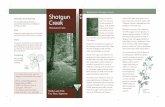 Shotgun Creek Recreation Site Brochure · PDF fileTitle: Shotgun Creek Recreation Site Brochure Author: Eugene District Subject: Shotgun Creek Keywords: Shotgun Creek, Recreation Site,