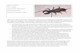 1)Class: Arachnida - New Mexico Agricultural Education ... · PDF file1)Class: Arachnida Order: Uropygi ... the western black widow, Latrodectus ... their eggs in a small silken sac