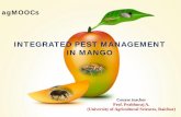INTEGRATED PEST MANAGEMENT IN MANGO - · PDF file · 2017-08-04INTEGRATED PEST MANAGEMENT IN MANGO ... Grubs bore through the pulp, feed on seed ... Destroy all left over seeds in