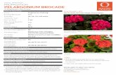 PELARGONIUM BROCADE -  · PDF filefinishing we’re here to help you grow tips zonal geranium pelargonium brocade container size plants per pot season early late season mid