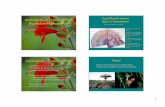 Angiosperms or Flowering Plants Land Plant Evolution ...courses.botany.wisc.edu/botany_400/Lecture/0pdf/02Flowers.pdf · Placentation types - arrangement of ovules, provides hints