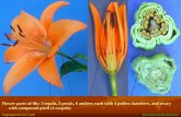 Angiosperm Life Cycle - horticulturebc.info Life Cycle.pdf · Flower parts of lily: 3 sepals, 3 petals, 6 anthers each with 4 pollen chambers, and ovary with compound pistil (3 carpels)