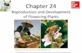 Reproduction and Development of Flowering Plantsaaitken.weebly.com/uploads/5/5/7/4/55745595/ch24_angiosperms.pdf · Angiosperm Sex: Flowers, Fruits, and Seeds Section 24.2 The angiosperm